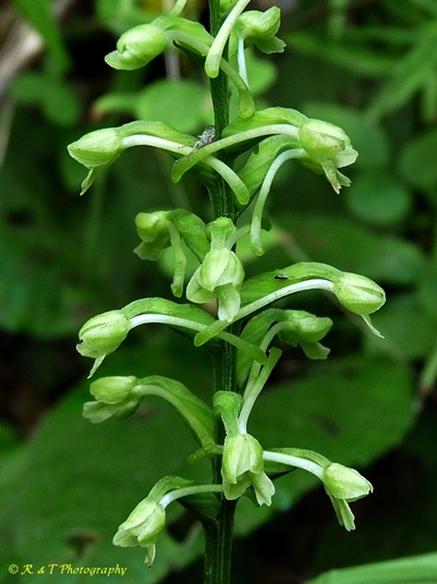 {Platanthera clavellata}